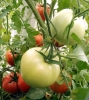 Tomatoes @greenhouse 2008sept08 LAH 307
