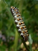 Swallowtail Butterfly larva