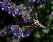 Hummingbird Moth_DBG-CO_LAH_6181