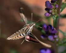 White-lined Sphinx Moth_DBG-CO_LAH_6147