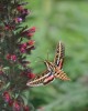 White-lined Sphinx Moth_DBG-CO_LAH_6355